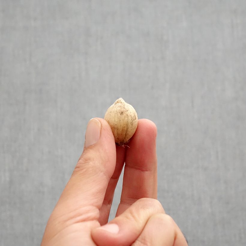 Esemplare di Iris reticulata Rejoice - Giaggiolo Bulbo taglia 5+ come consegnato in autunno