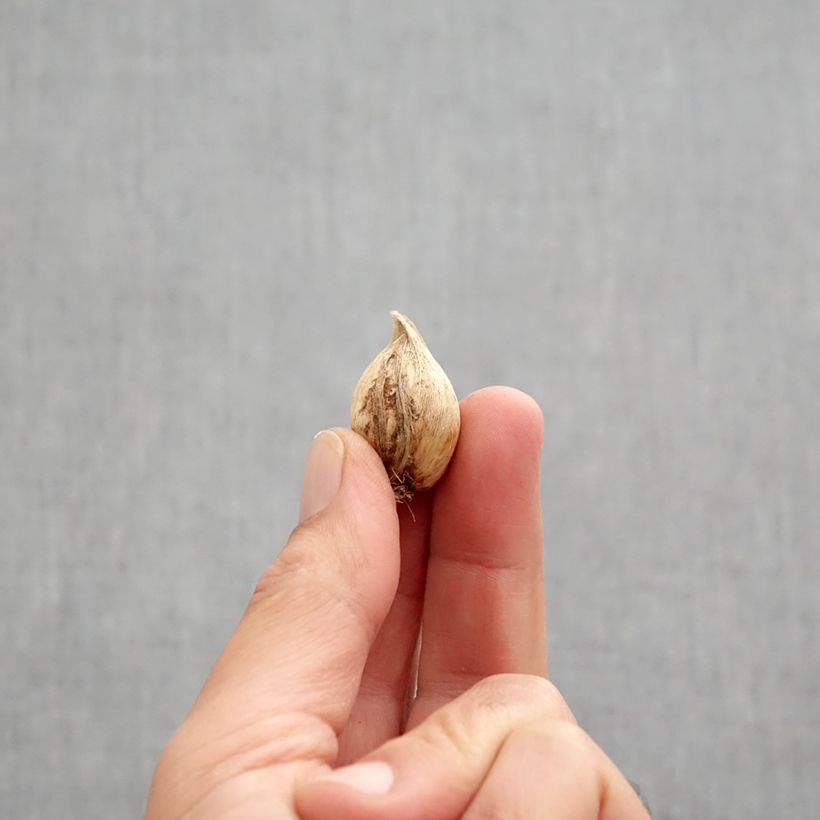 Esemplare di Iris reticulata Scent Sational - Giaggiolo Bulbo taglia 5+ come consegnato in autunno