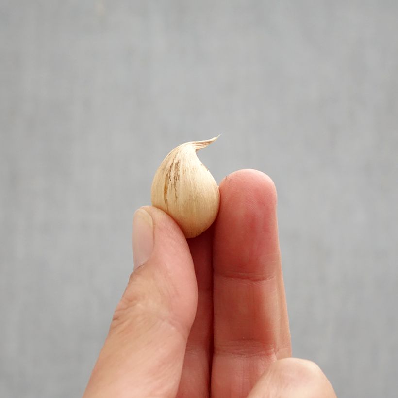 Esemplare di Iris reticulata Sheila Ann Germaney - Giaggiolo Bulbo taglia 6+ come consegnato in autunno