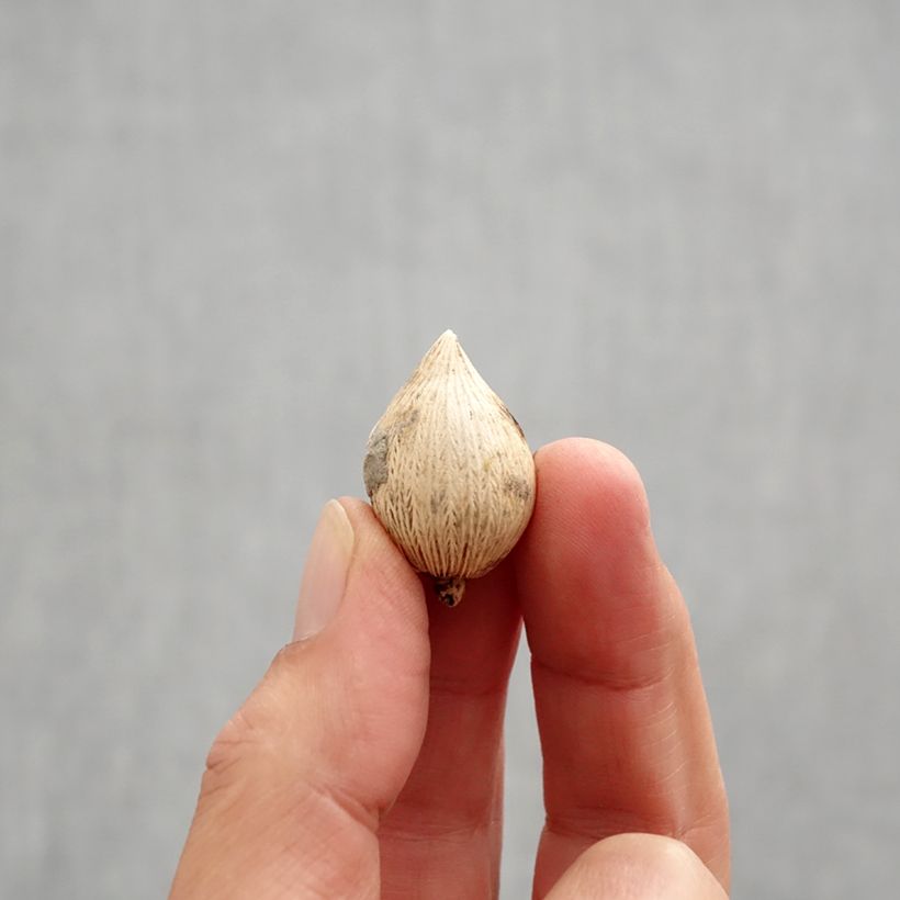 Esemplare di Iris reticulata Sunshine - Giaggiolo Bulbo taglia 5+ come consegnato in autunno