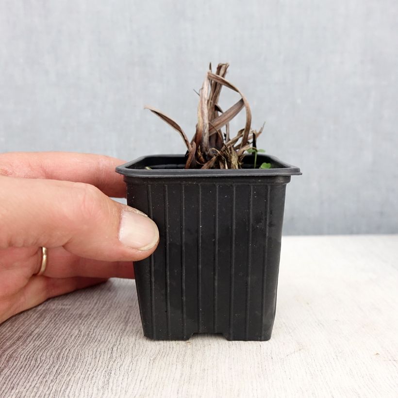 Iris sibirica Chartreuse Bounty - Giaggiolo siberiano Vasetto da 8/9 cm esemplare consegnato in primavera