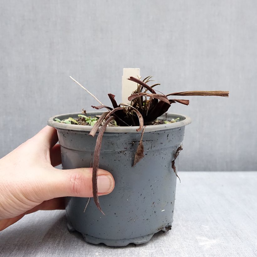 Iris sibirica Colonel Mustard - Giaggiolo siberiano Vaso da 2L/3L esemplare consegnato in inverno