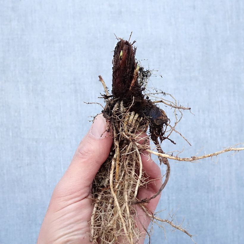 Iris sibirica Colonel Mustard - Giaggiolo siberiano Piante piccole a radice nuda esemplare consegnato in inverno