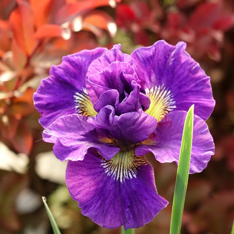Iris sibirica Concord Crush - Giaggiolo siberiano (Fioritura)