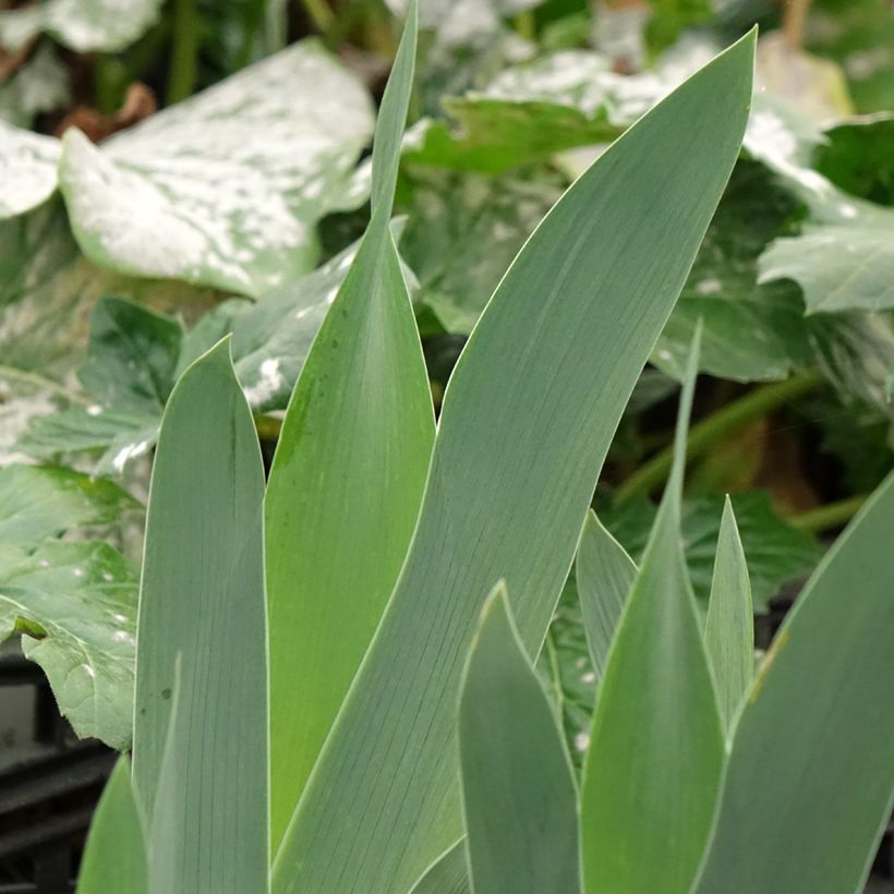 Iris sibirica Cool Spring - Giaggiolo siberiano (Fogliame)