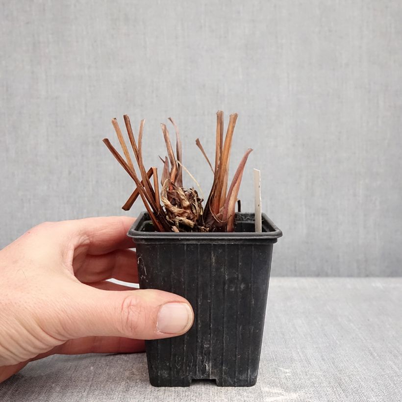 Example of Iris sibirica Dance Ballerina Dance - Giaggiolo siberiano Vasetto da 8/9 cm as you get in hiver