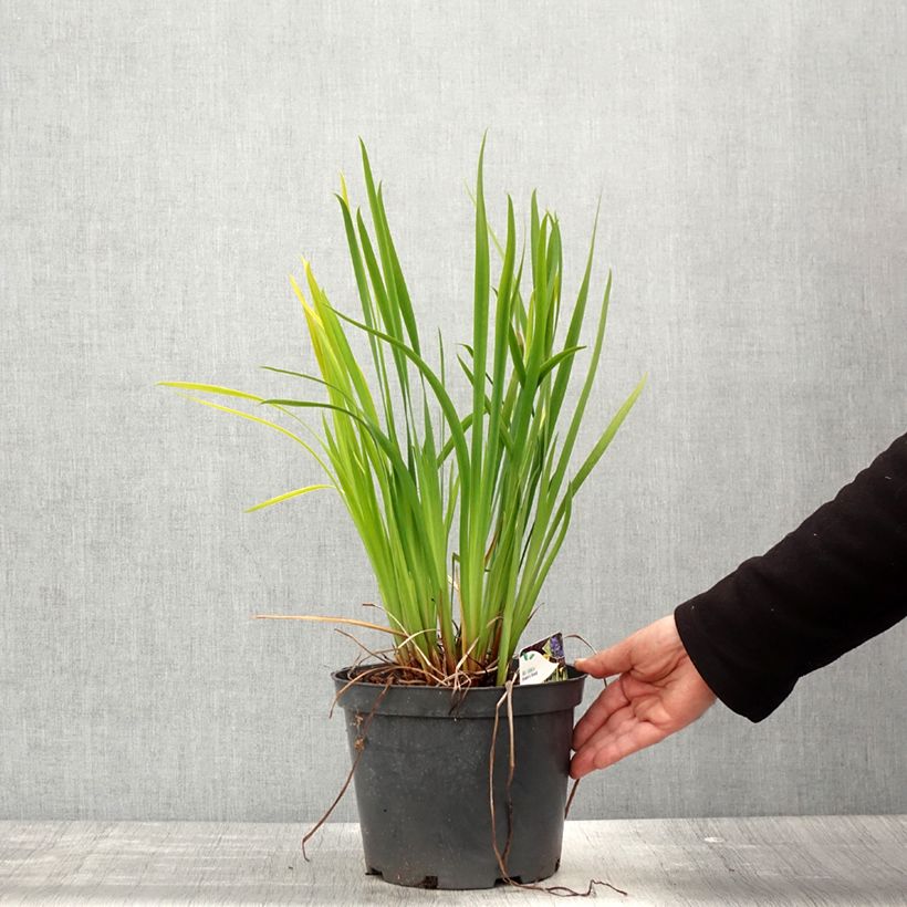 Example of Iris sibirica Fran's gold - Giaggiolo siberiano Vaso da 2L/3L as you get in printemps