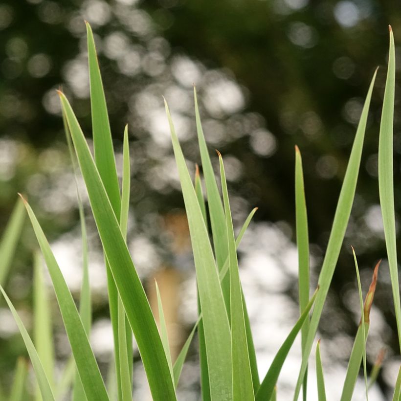 Iris sibirica Imperial Opal - Giaggiolo siberiano (Foliage)