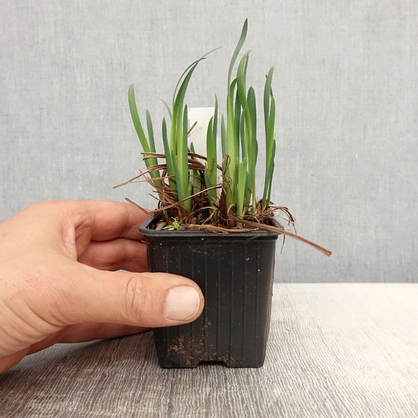 Example of Iris sibirica Not Quite White - Giaggiolo siberiano Vasetto da 8/9 cm as you get in printemps