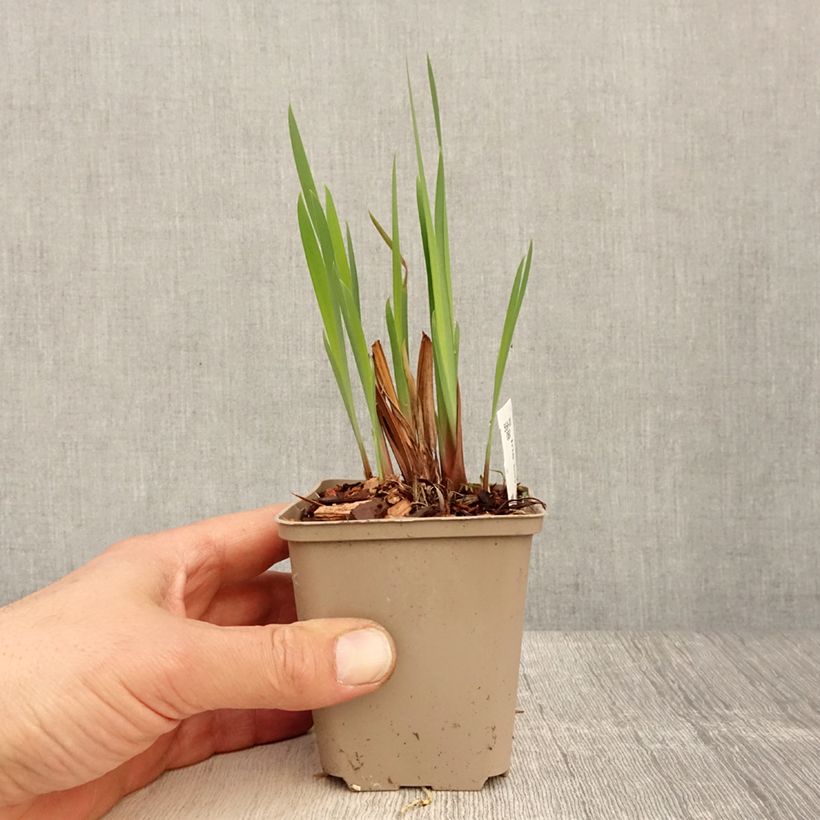 Example of Iris sibirica Persimmon - Giaggiolo siberiano Vasetto da 8/9 cm as you get in printemps