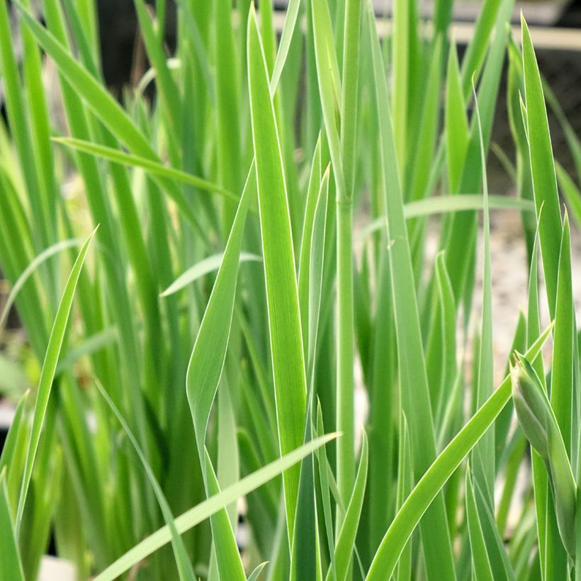 Iris sibirica Persimmon - Giaggiolo siberiano (Foliage)