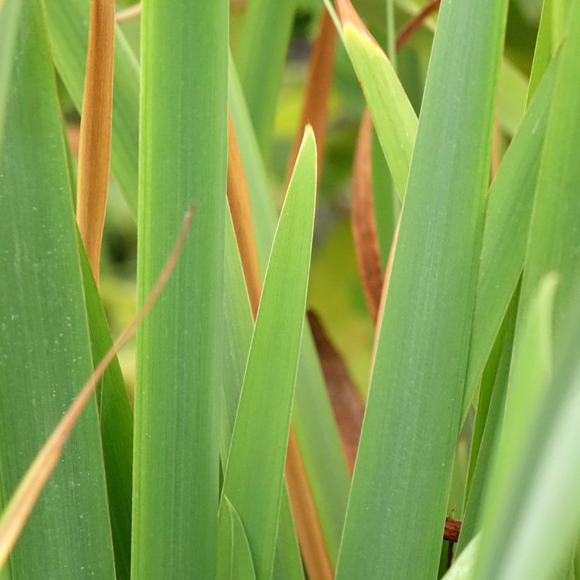 Iris sibirica Pink Parfait - Iris de Sibérie (Foliage)