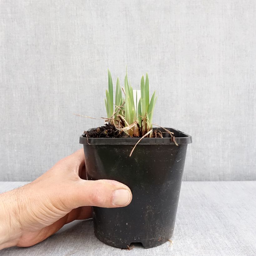 Example of Iris sibirica Pink Parfait - Iris de Sibérie Vaso da 1,5L/2L as you get in printemps