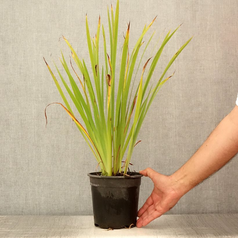 Example of Iris sibirica Purplelicious - Giaggiolo siberiano Vaso da 2L/3L as you get in ete