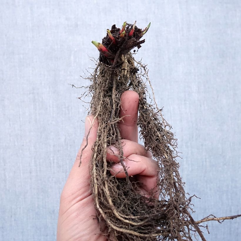 Example of Iris sibirica Purplelicious - Giaggiolo siberiano Piante piccole a radice nuda as you get in hiver