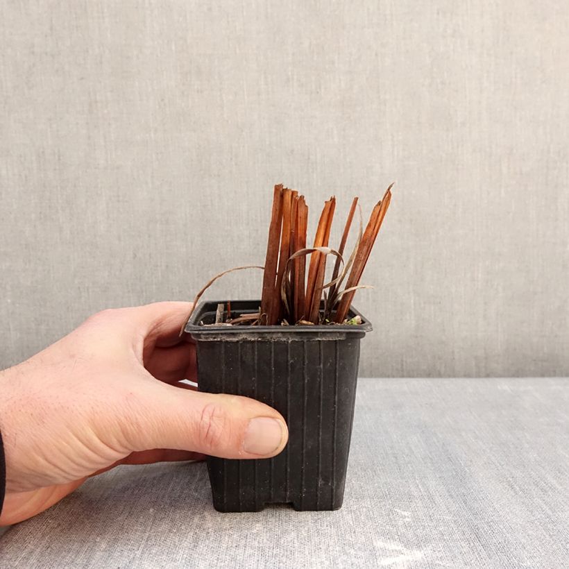 Iris sibirica Snow Crest - Iris de Sibérie Vasetto da 8/9 cm esemplare consegnato in inverno