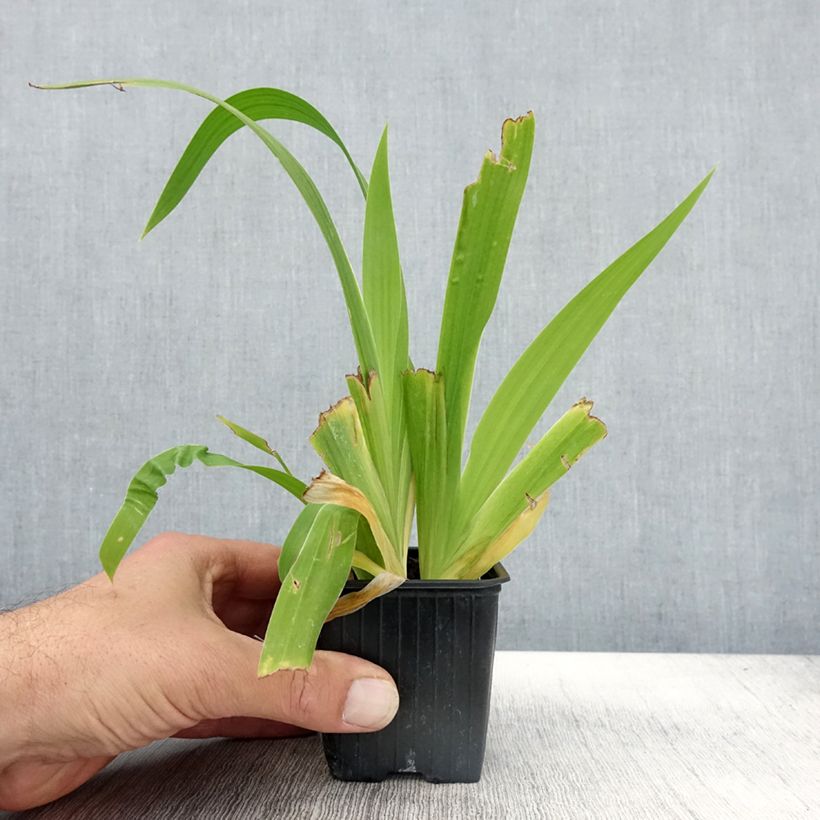 Esemplare di Iris tectorum - Iris des toits Godet de 8/9 cm come consegnato in autunno