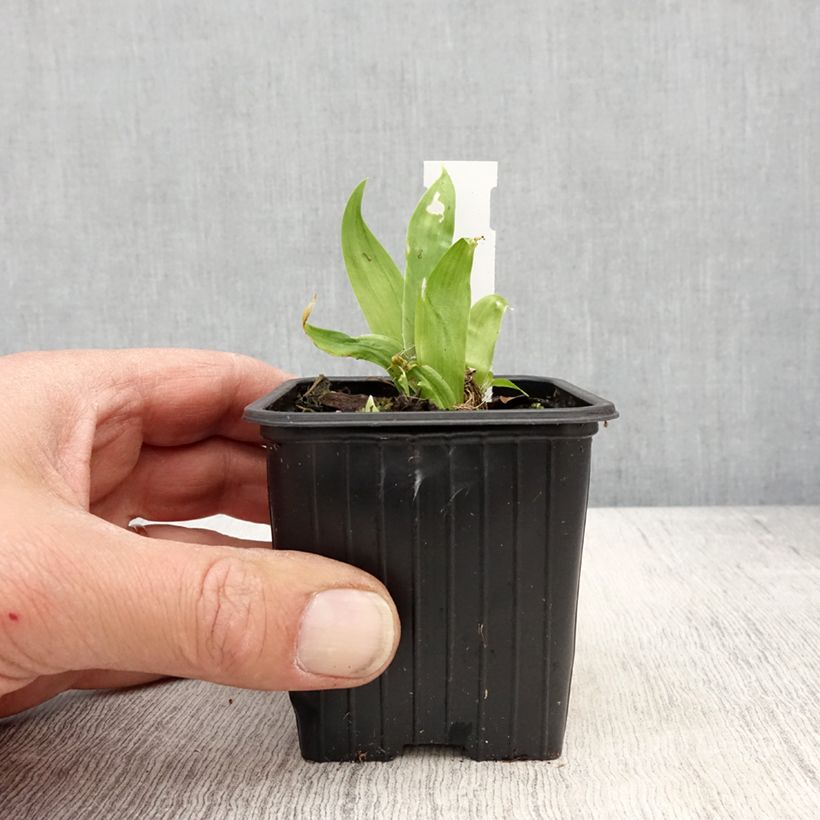 Example of Iris tectorum - Giaggiolo dei tetti Vasetto da 8/9 cm as you get in printemps