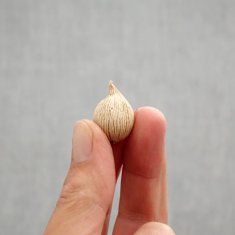 Example of Iris winogradowii - Giaggiolo Bulbo taglia 5+ as you get in automne