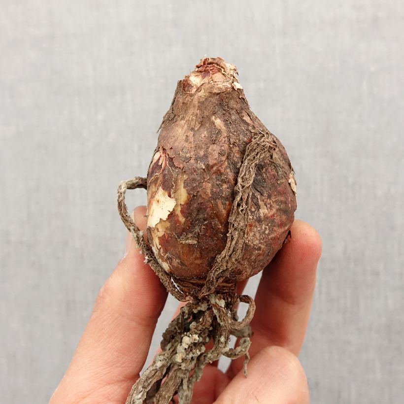 Example of Hymenocallis festalis Sulphur Queen Bulbo taglia 14+ as you get in printemps