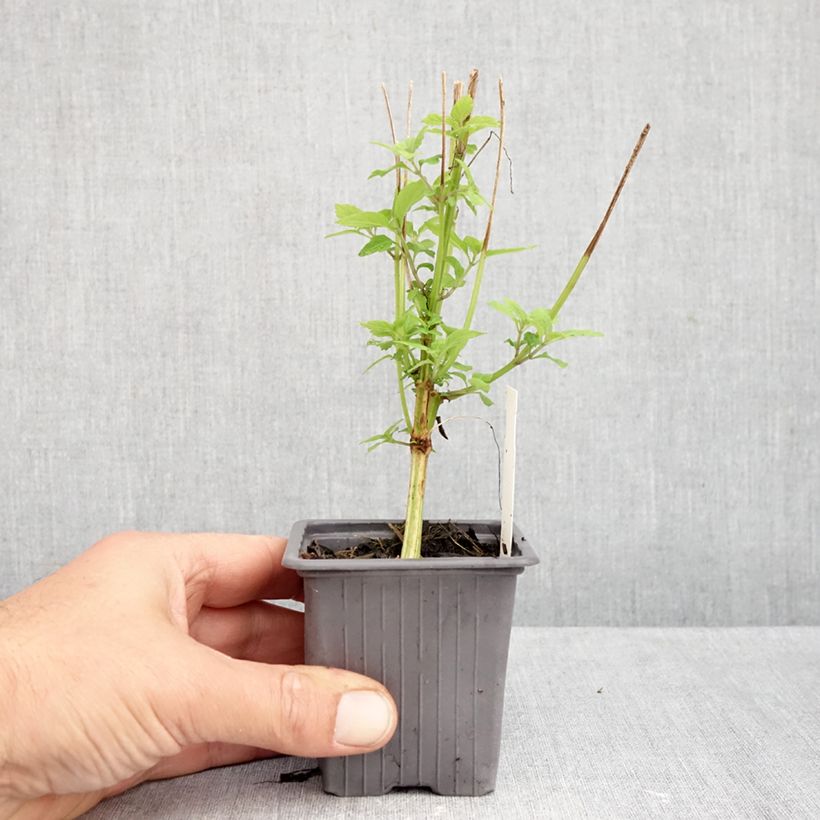 Esemplare di Isodon longituba Vasetto da 8/9 cm come consegnato in autunno