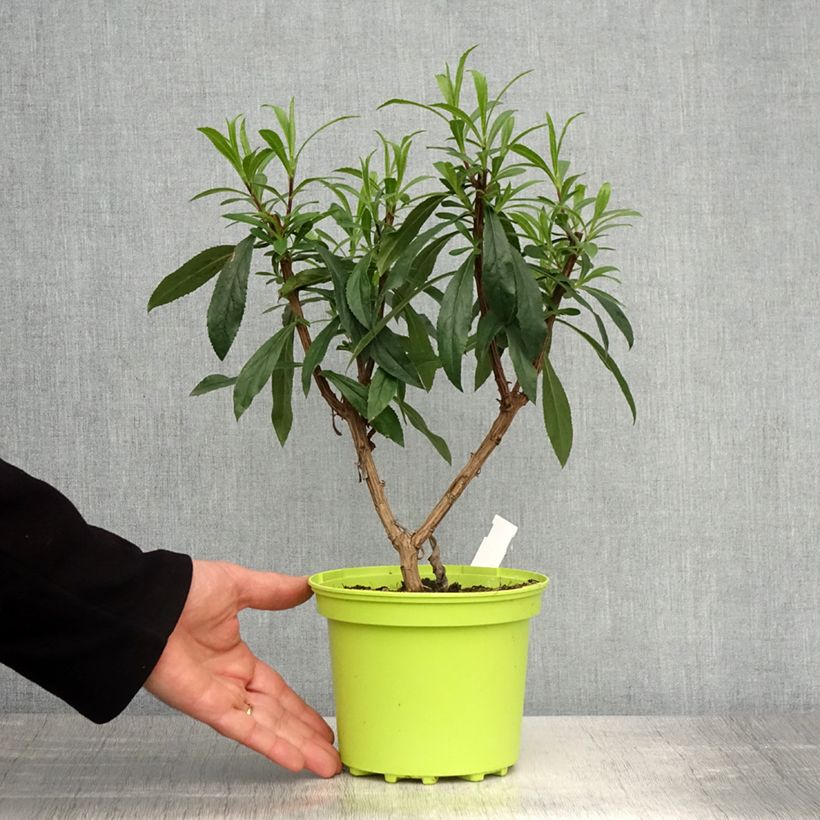 Isoplexis isabelliana Bella Vaso da 2L/3L esemplare consegnato in primavera