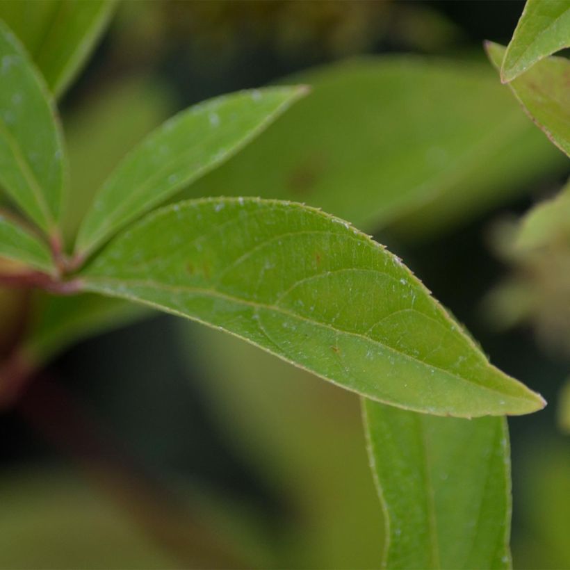 Itea virginica Henry's Garnet (Foliage)