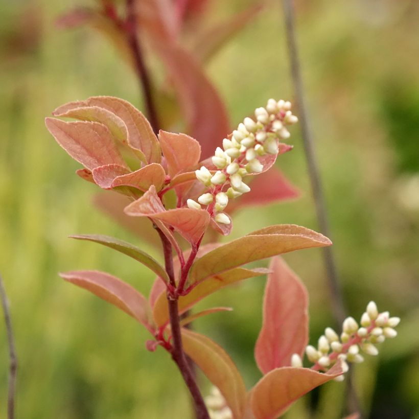Itea virginica Henry's Garnet (Flowering)