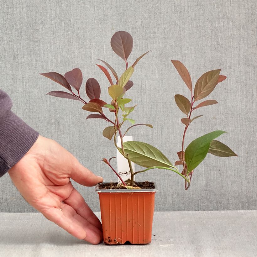 Esemplare di Itea virginica Henry's Garnet Vasetto da 8/9 cm come consegnato in autunno