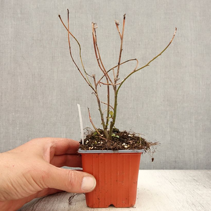Example of Itea virginica Henry's Garnet Vasetto da 8/9 cm as you get in printemps