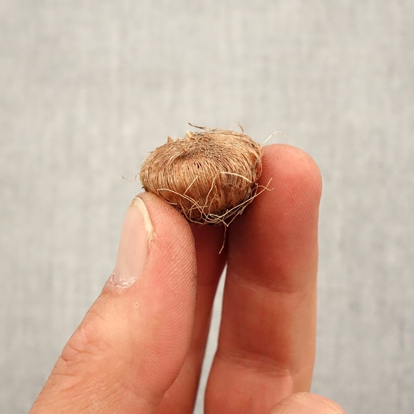 Example of Ixia Giant Bulbo taglia 5+ as you get in printemps