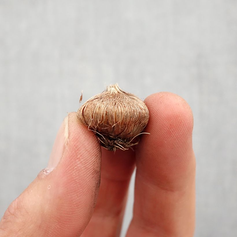 Example of Ixia Mabel Bulbo taglia 5+ as you get in printemps