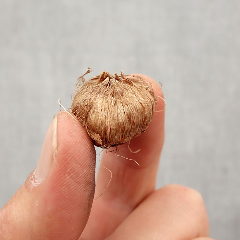 Ixia acaulis Rose Emperor Bulbo taglia 5+ esemplare consegnato in primavera