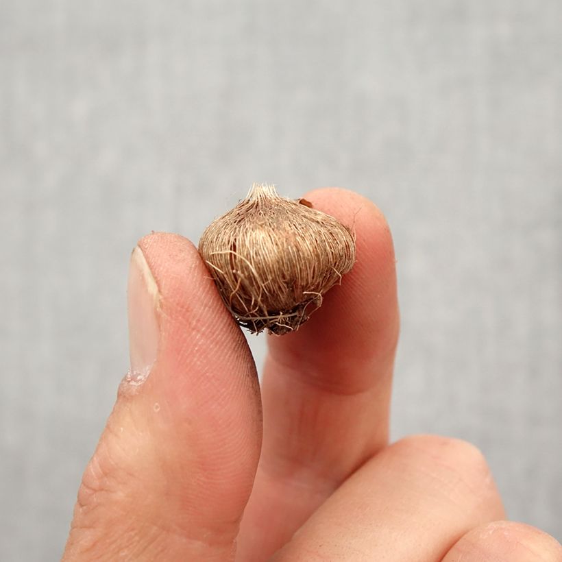 Example of Ixia Spotlight Bulbo taglia 5+ as you get in printemps