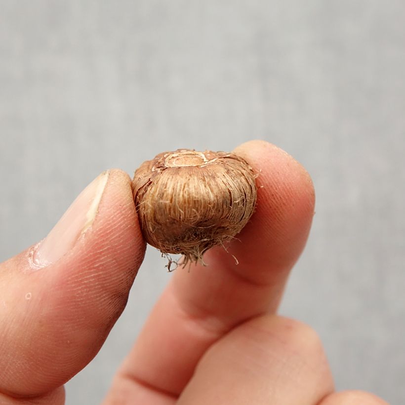 Example of Ixia Venus Bulbo taglia 5+ as you get in printemps