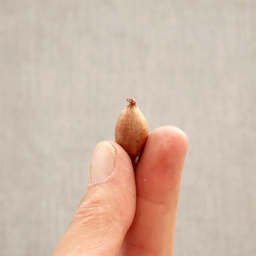 Ixiolirion tataricum Bulbo taglia 4+ esemplare consegnato in primavera