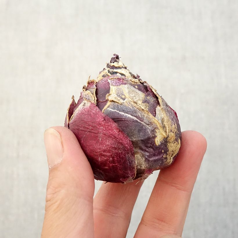 Esemplare di Giacinto Amethyst - Hyacinthus Bulbo taglia 19+ come consegnato in autunno