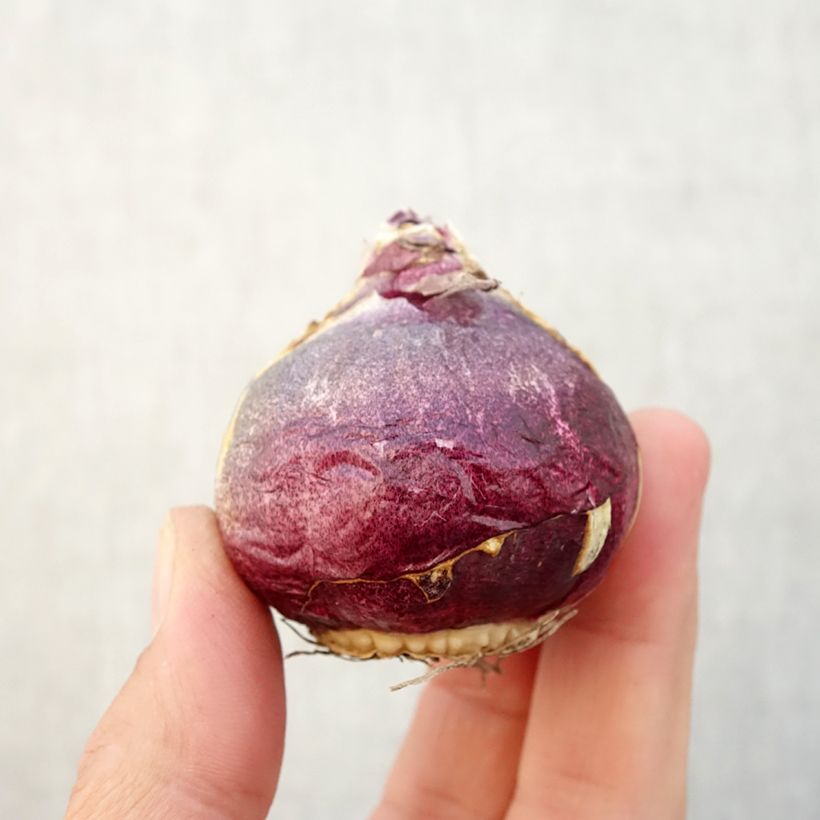 Esemplare di Giacinto Atlantic - Hyacinthus Bulbo size 18/19 come consegnato in autunno