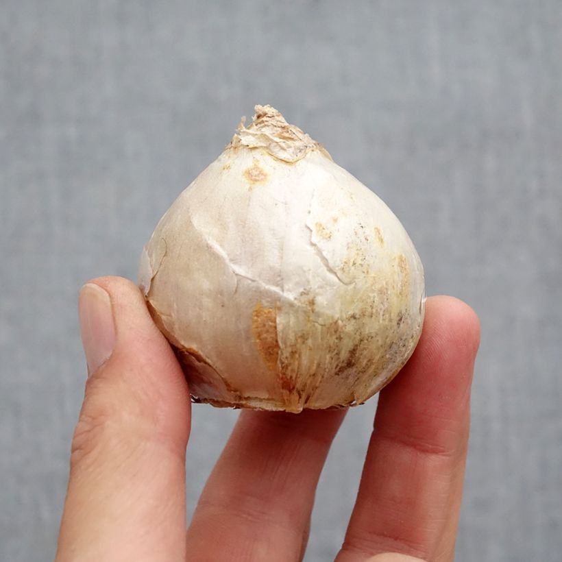 Esemplare di Giacinto Carnegie - Hyacinthus Bulbo taglia 18+ come consegnato in autunno