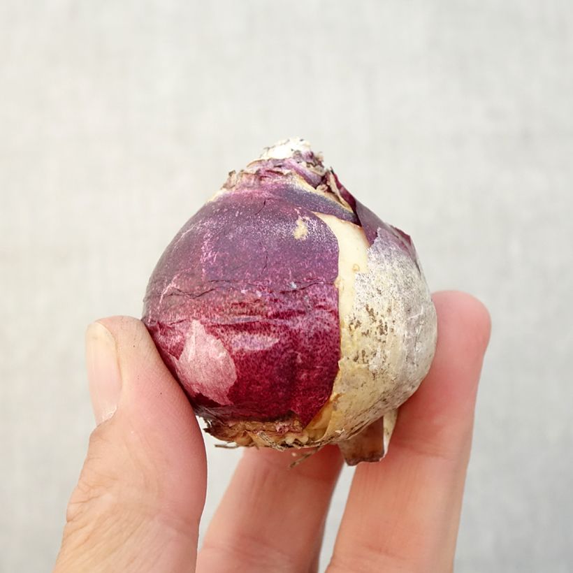 Esemplare di Giacinto China Pink - Hyacinthus Bulbo taglia 18+ come consegnato in autunno