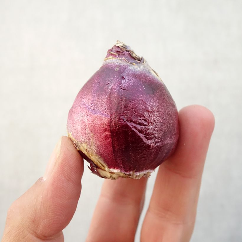 Esemplare di Giacinto City of Bradford - Hyacinthus Bulbo taglia 15/16 come consegnato in autunno