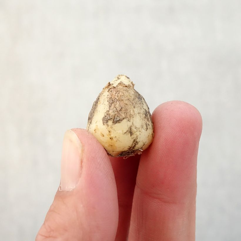 Esemplare di Hyacinthoides hispanica Alba - Giacinto a campanelle Bulbo taglia 8+ come consegnato in autunno