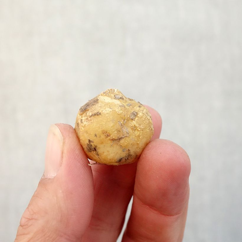 Esemplare di Hyacinthoides hispanica - Giacinto a campanelle Bulbo taglia 8+ come consegnato in autunno