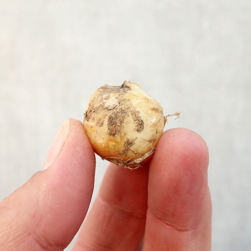 Esemplare di Hyacinthoides hispanica Rose Queen - Giacinto a campanelle Bulbo taglia 8+ come consegnato in autunno