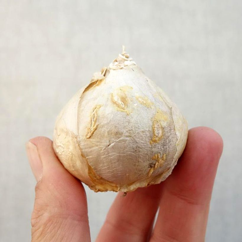 Esemplare di Giacinto Delft Blue (forzato) - Hyacinthus Bulbo taglia 17+ come consegnato in autunno