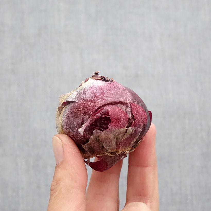 Esemplare di Giacinto Delft Blue - Hyacinthus Bulbo size 19+ come consegnato in autunno