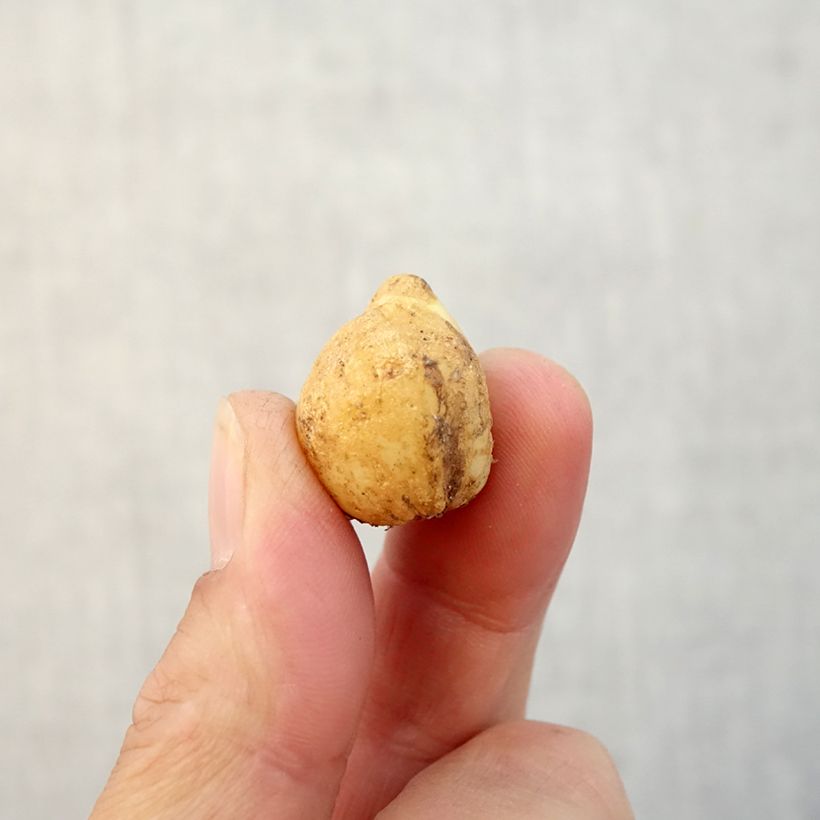 Esemplare di Hyacinthoides non-scripta - Giacinto non-scritto Bulbo taglia 7+ come consegnato in autunno