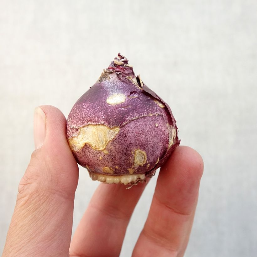 Esemplare di Giacinto Crystal Palace - Hyacinthus Bulbo taglia 14/15 come consegnato in autunno