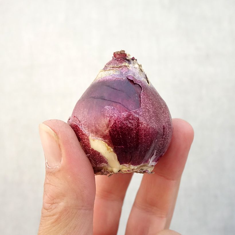 Esemplare di Giacinto General Kohler - Hyacinthus Bulbo taglia 15/16 come consegnato in autunno