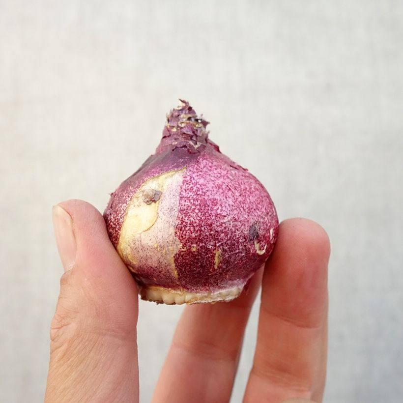 Esemplare di Giacinto Hollyhock - Hyacinthus Bulbo taglia 15+ come consegnato in autunno